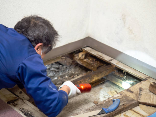 Best Mold Testing and Inspection Services in North Potomac, MD