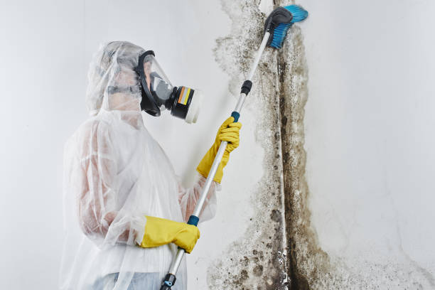 Best White Mold Remediation in North Potomac, MD