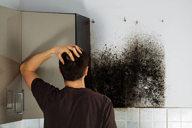 Best Post-Flood Mold Remediation in North Potomac, MD