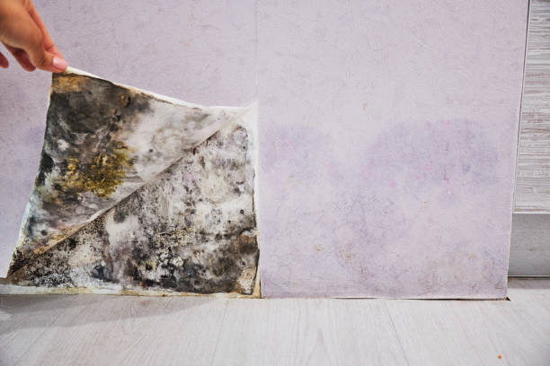 North Potomac, MD Mold Remediation Company